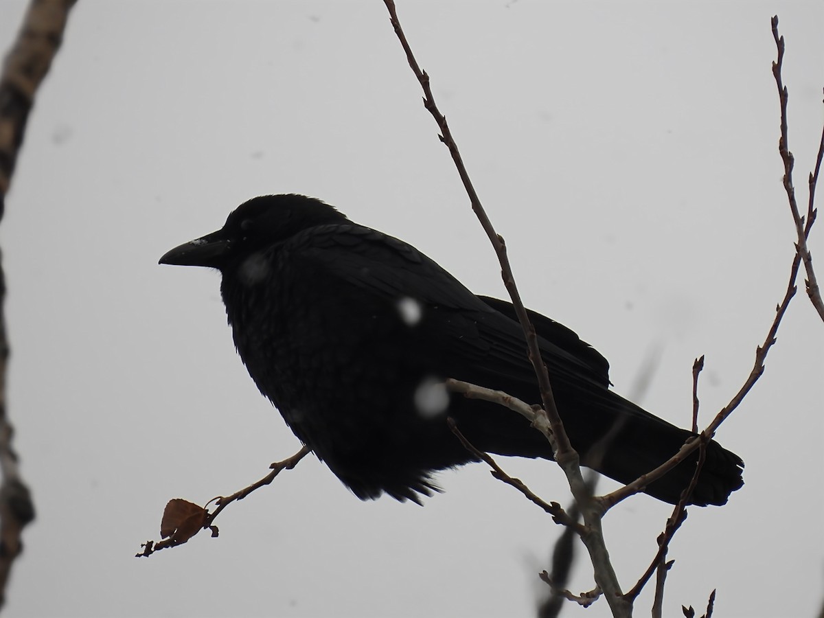 Amerika Kargası - ML646848659