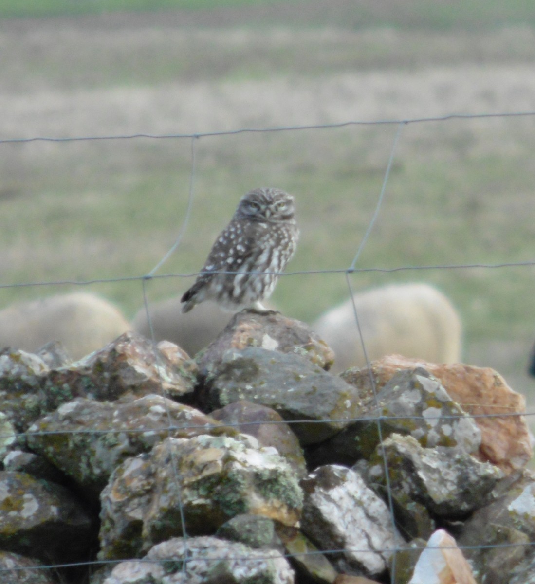 Хотны бүгээхэй - ML646848660