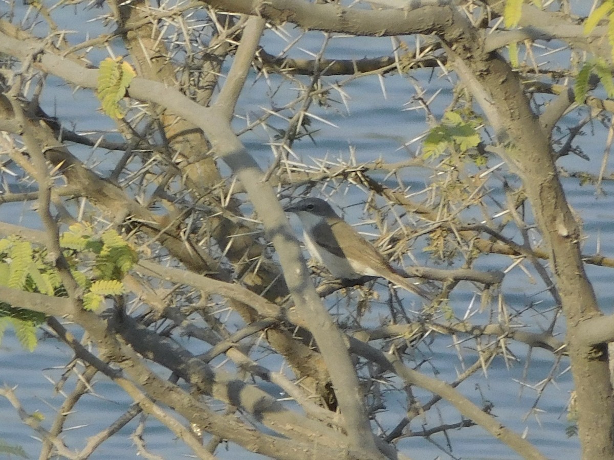 Lesser Whitethroat - ML646848668