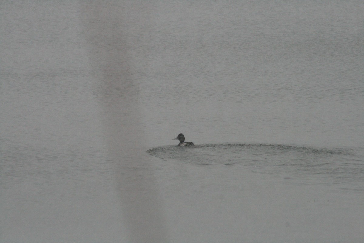 コスズガモ - ML646848669