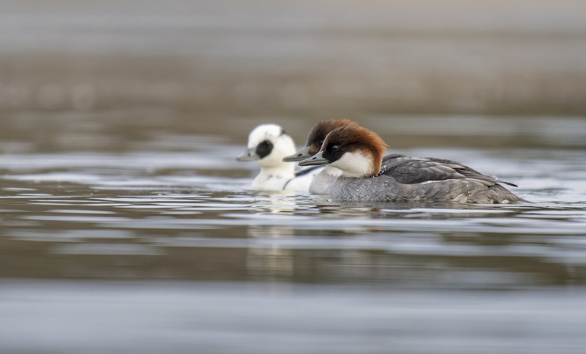 Smew - ML646848670