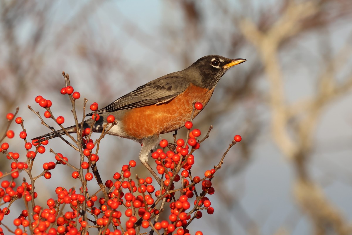 American Robin - ML646848671