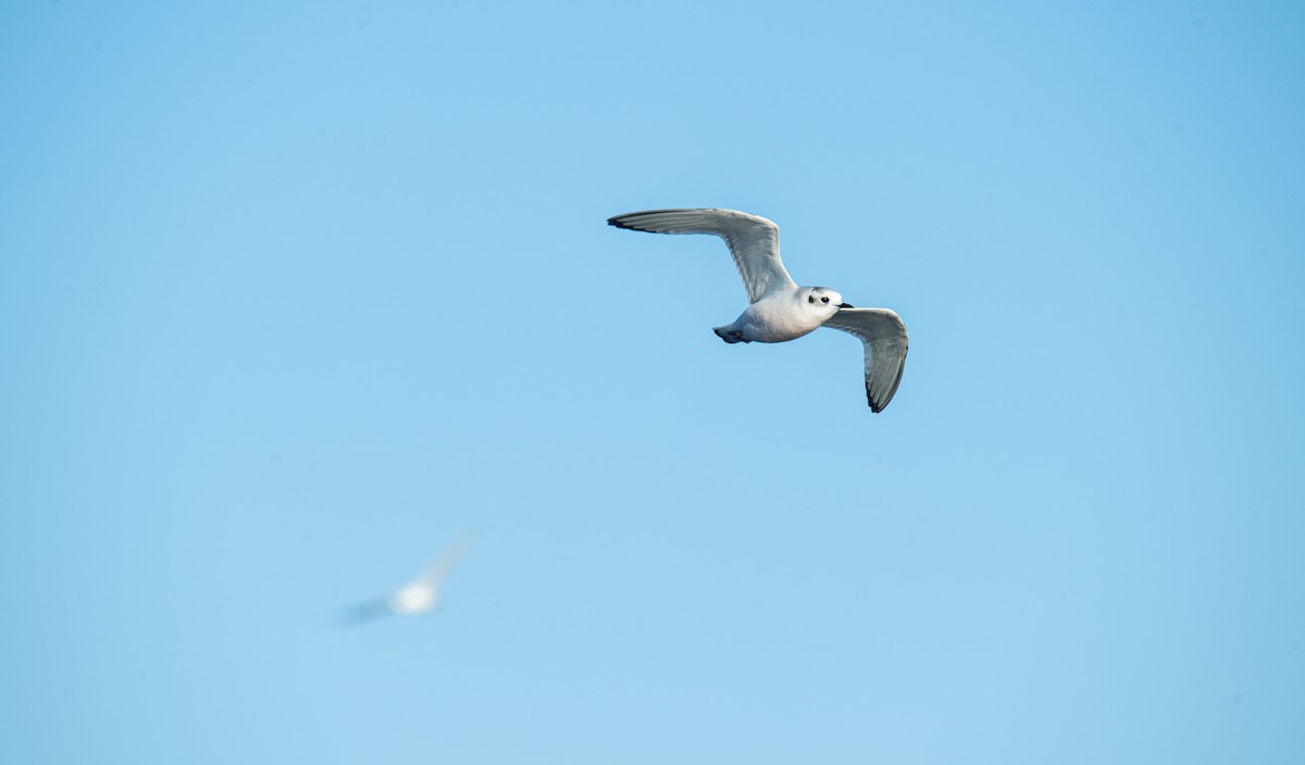 Mouette pygmée - ML646848672