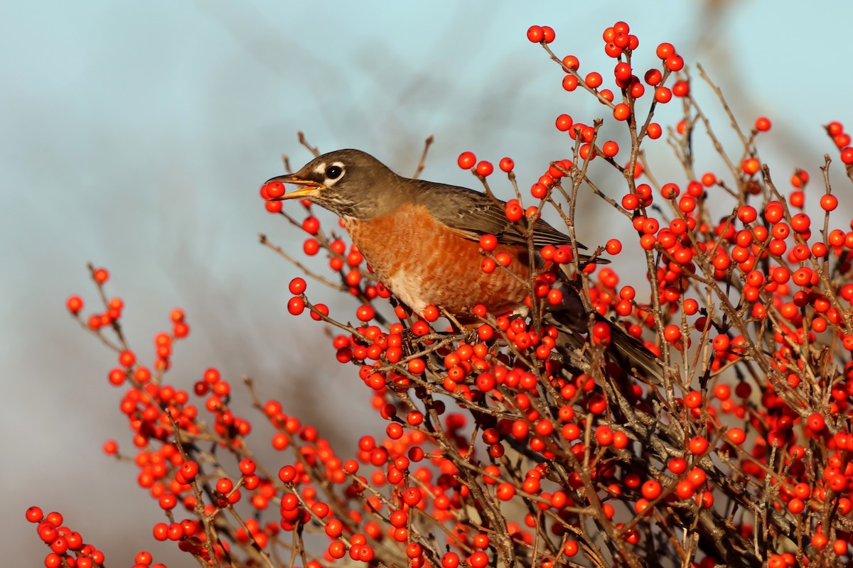American Robin - ML646848674