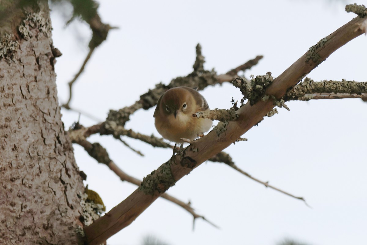 Pine Warbler - ML646848679