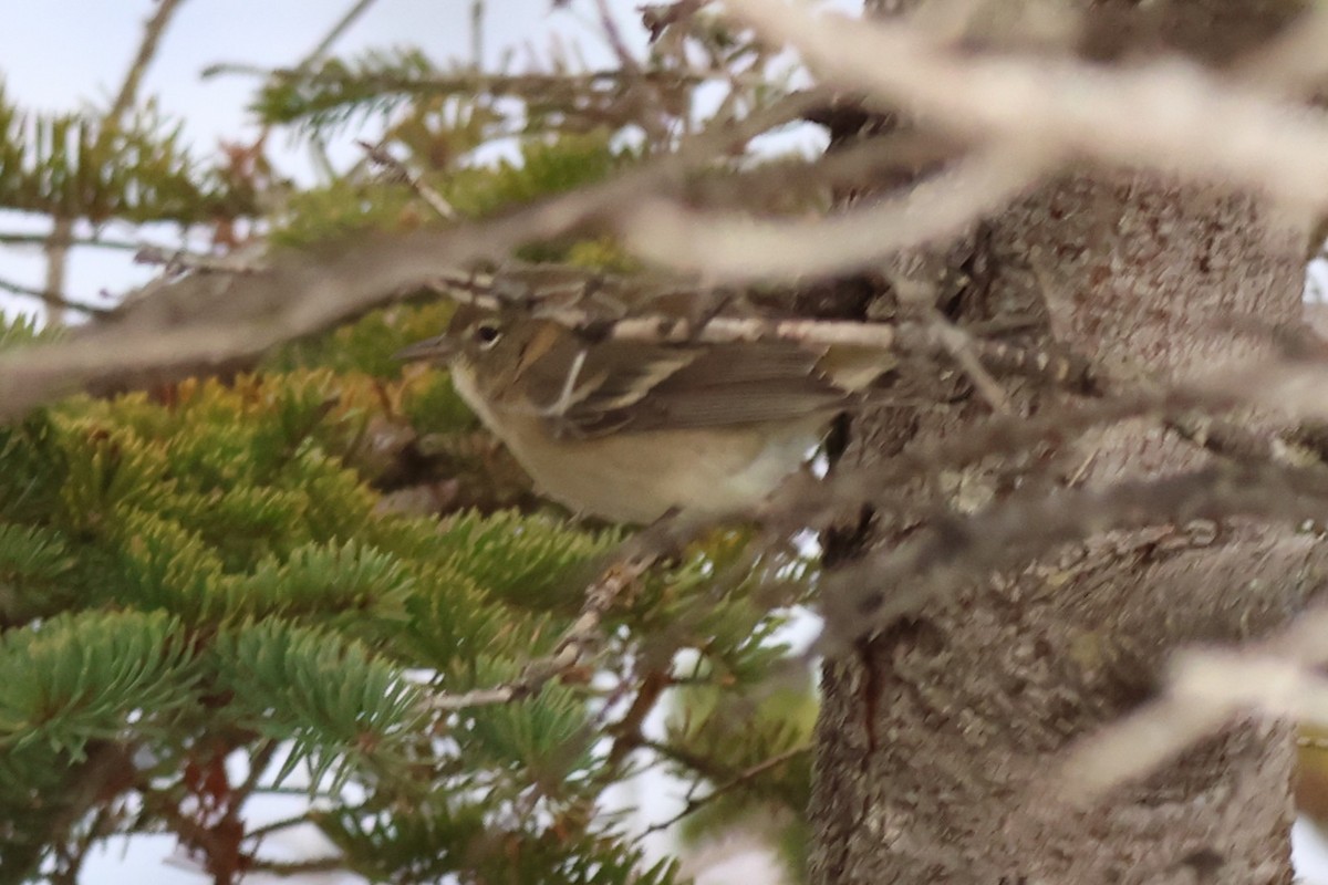 Pine Warbler - ML646848680