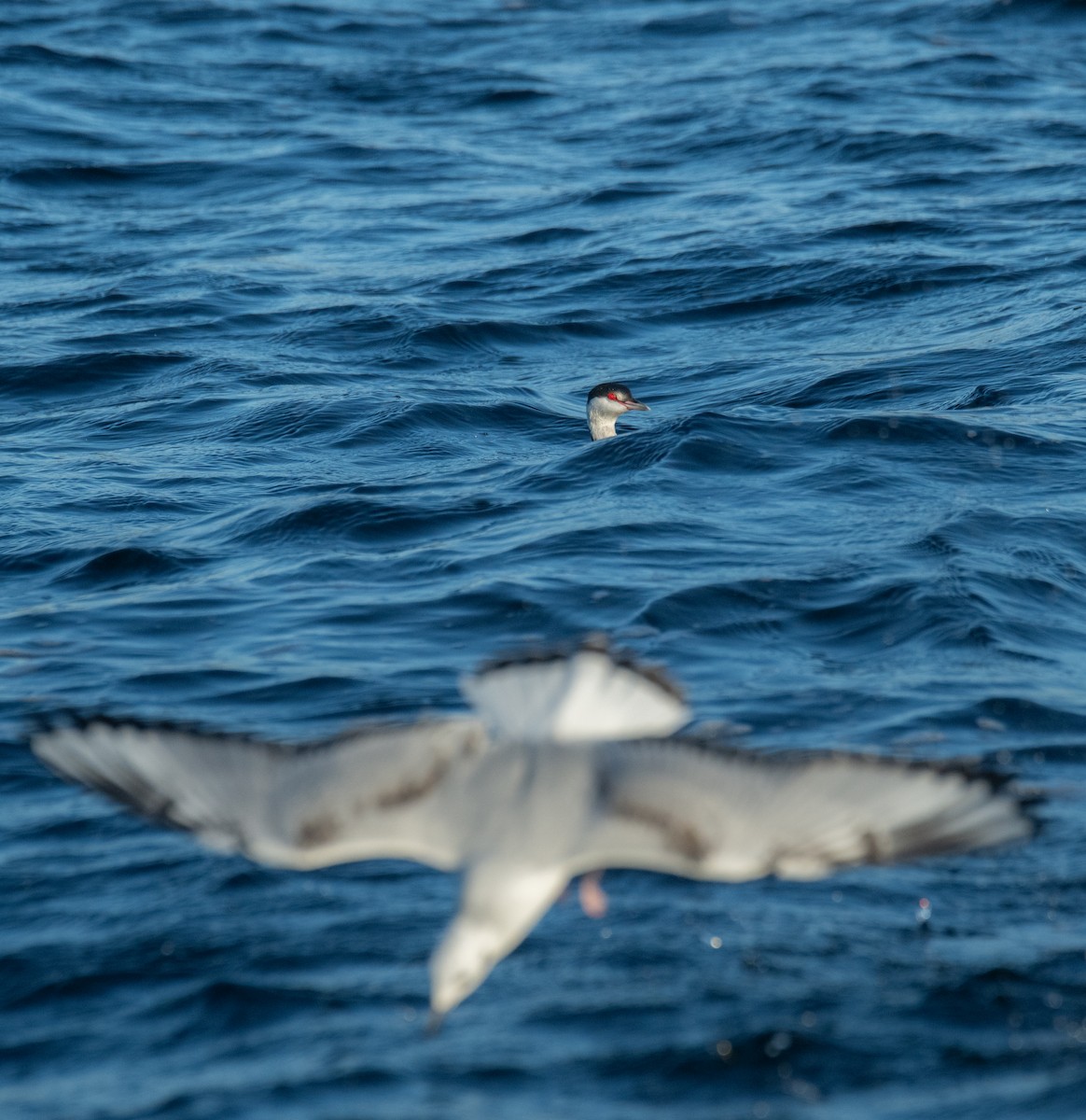 Horned Grebe - ML646848682