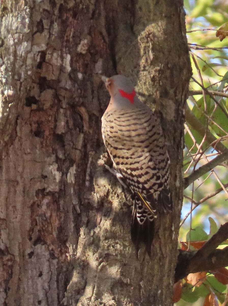 Northern Flicker - ML646848683