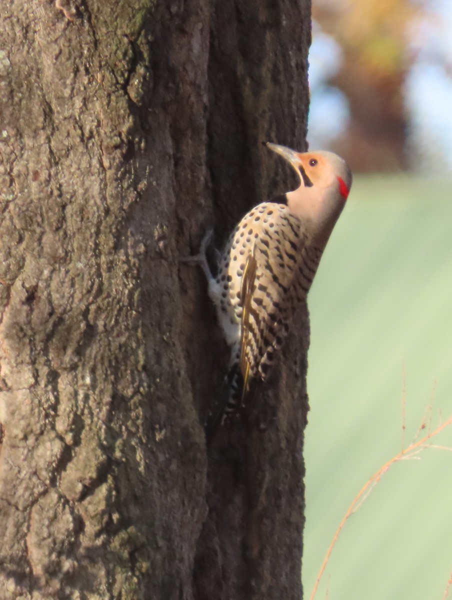 Northern Flicker - ML646848684