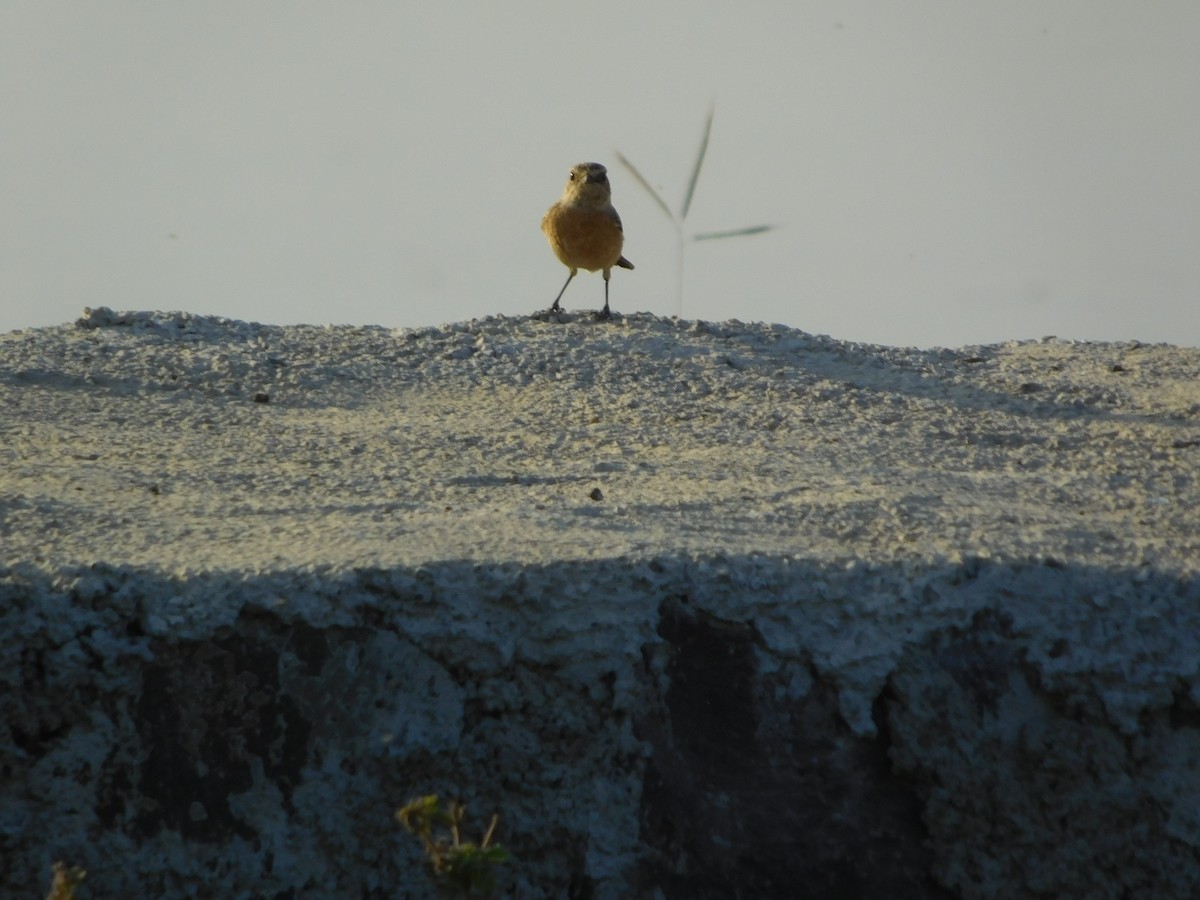 Siberian Stonechat - ML646848685