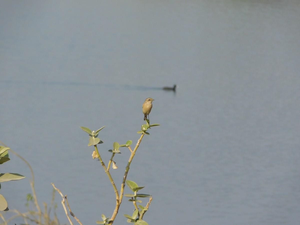 Siberian Stonechat - ML646848686