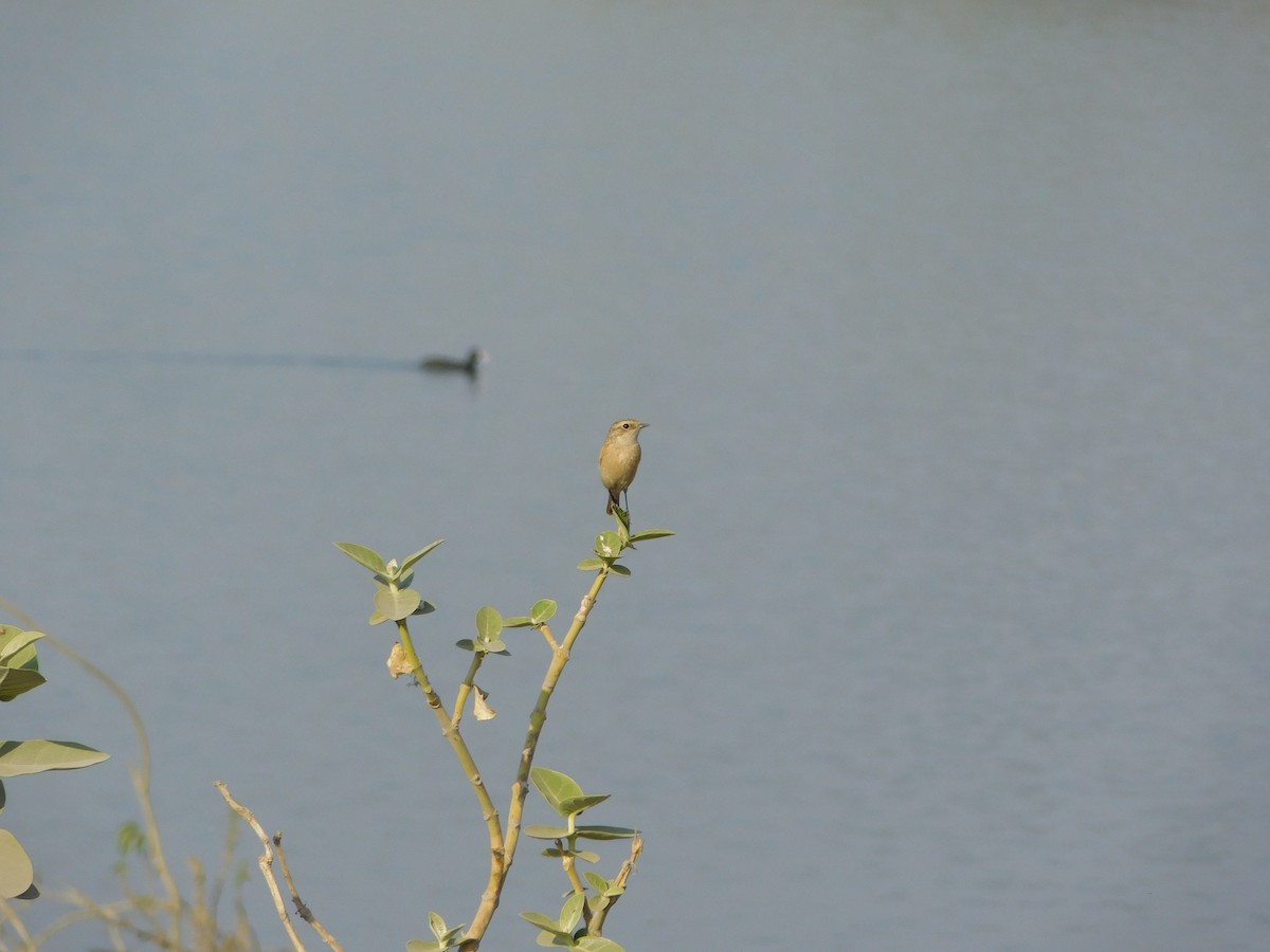 Siberian Stonechat - ML646848687