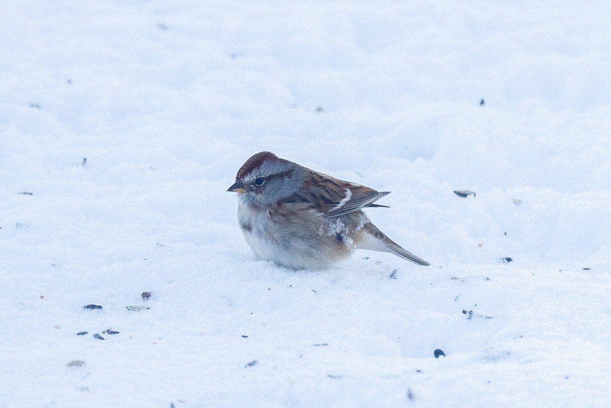 Пасовник північний - ML646848688