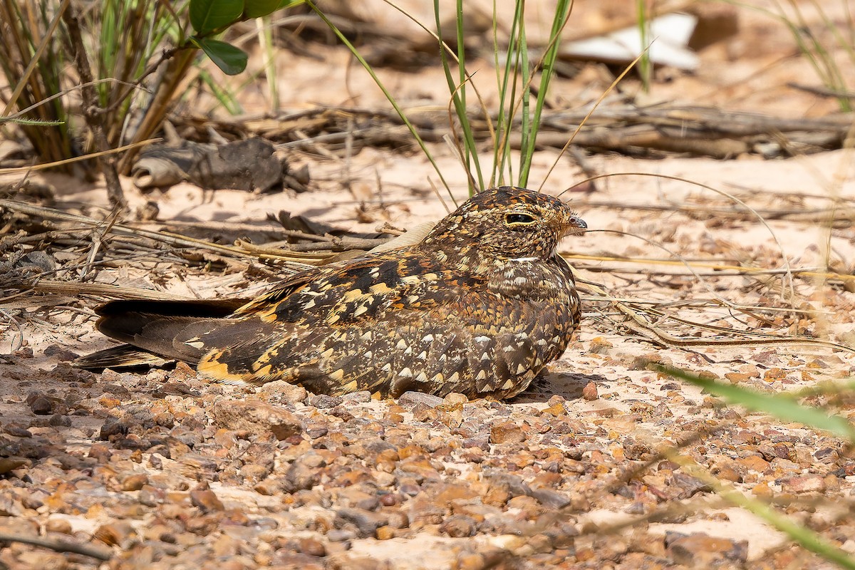 Gnomennachtschwalbe - ML646848690