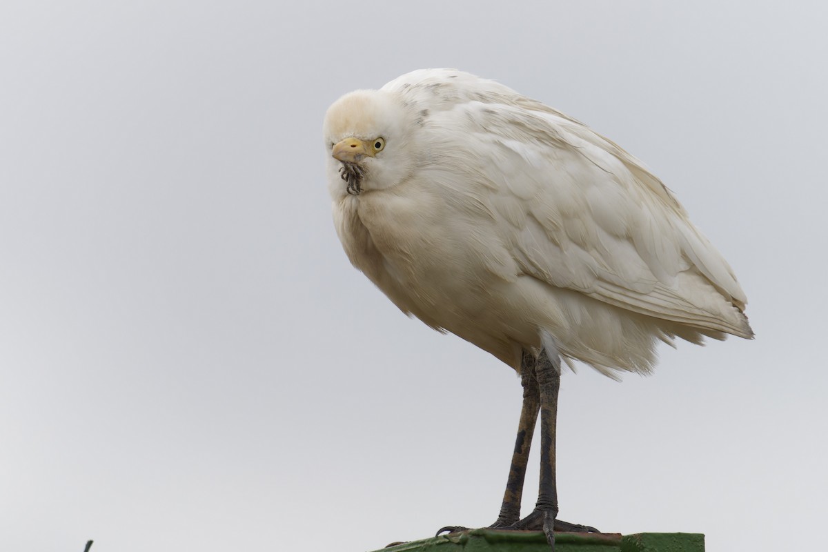 אנפית בקר מערבית - ML646848691