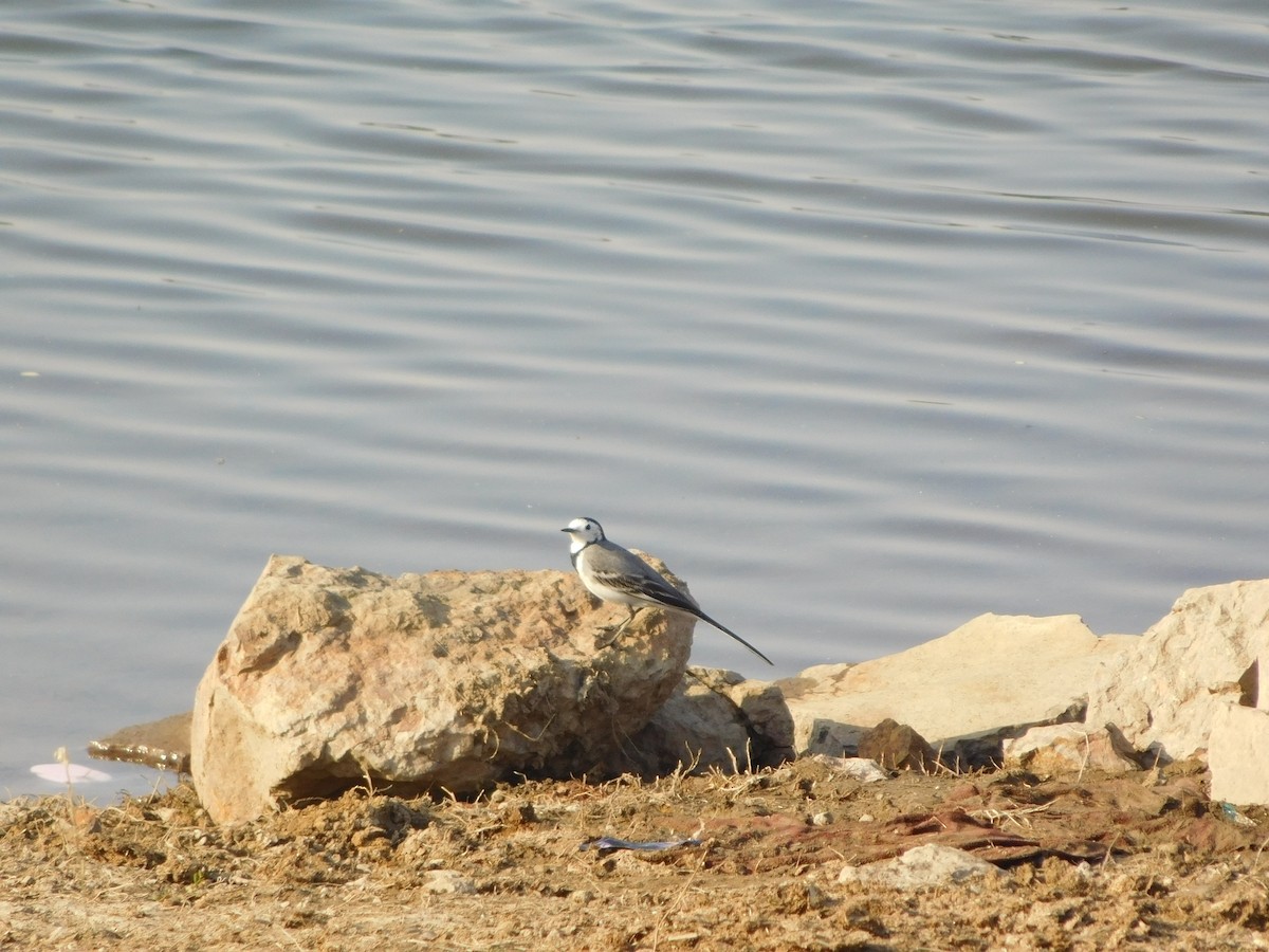 linerle - ML646848692