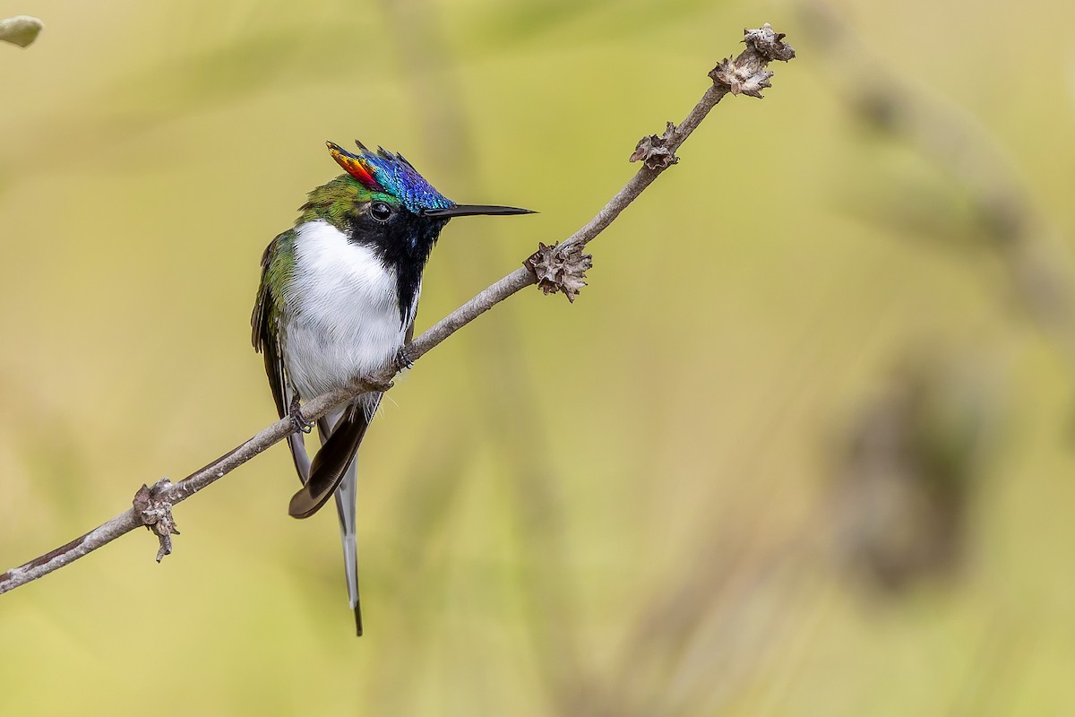 Рогатый колибри - ML646848694