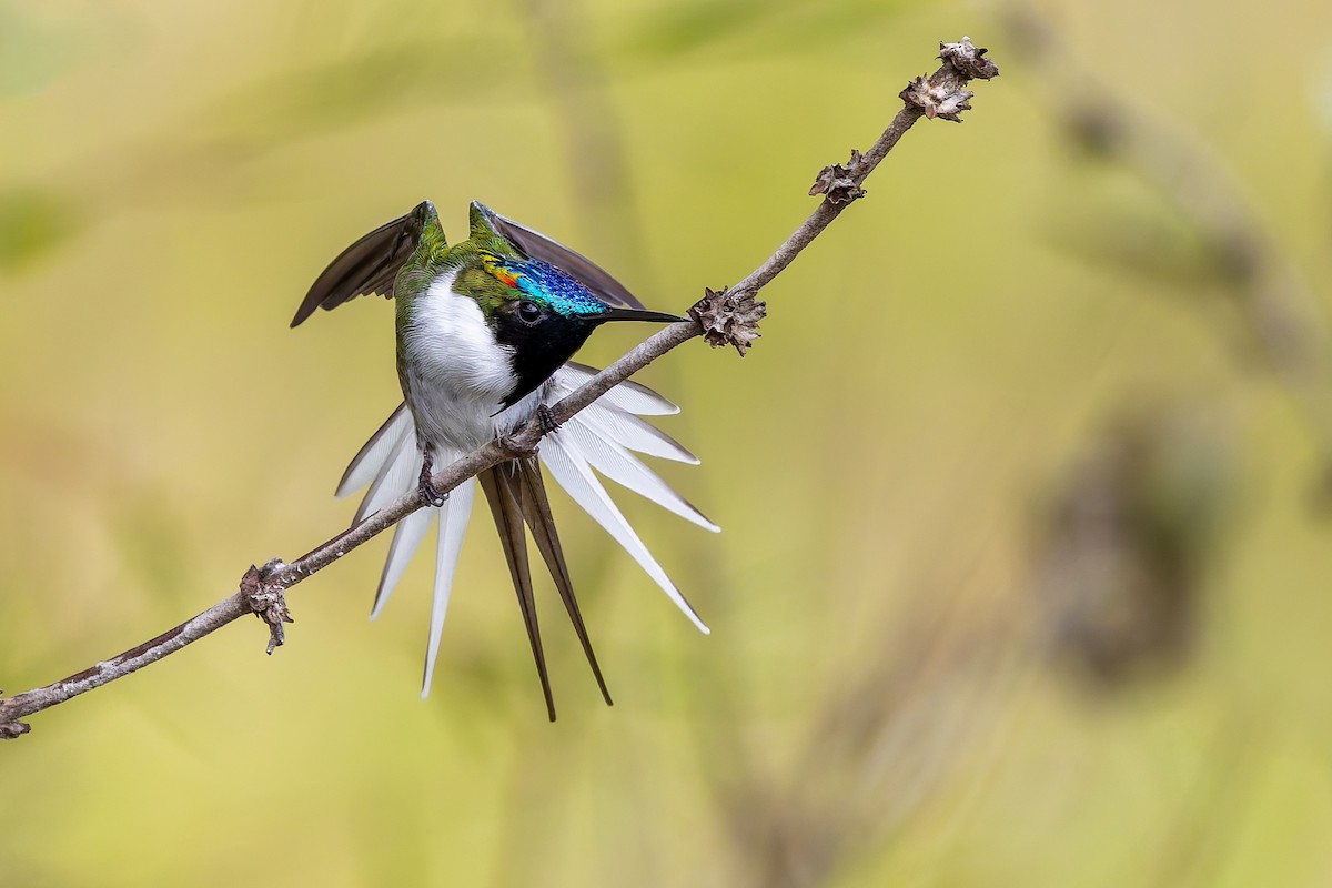 Рогатый колибри - ML646848695