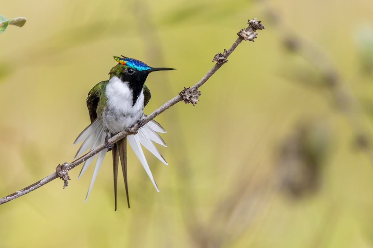 Рогатый колибри - ML646848696