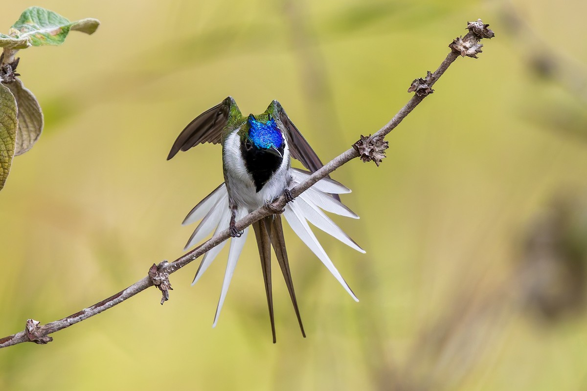 Рогатый колибри - ML646848697