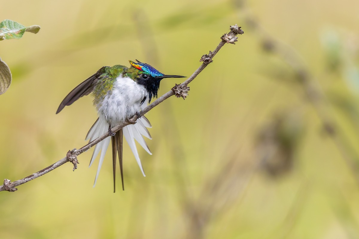 Рогатый колибри - ML646848698