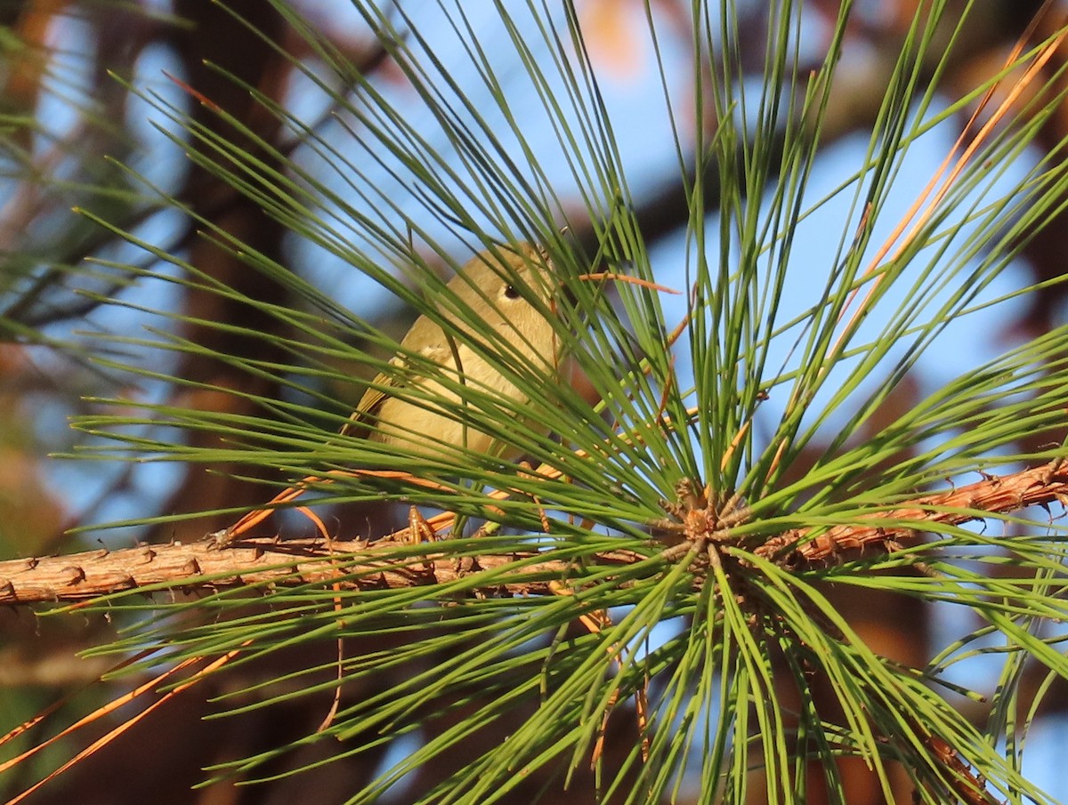 Rubingoldhähnchen - ML646848699