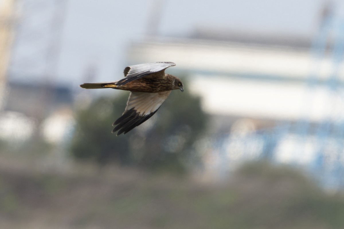זרון סוף - ML646848700