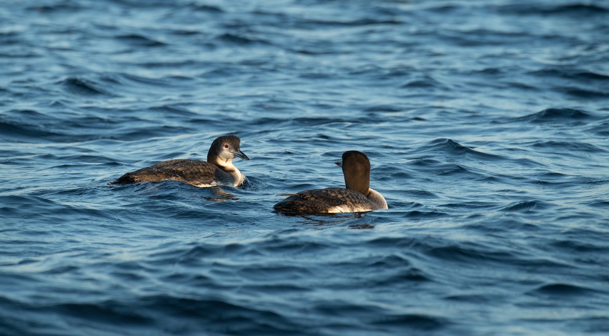 Common Loon - ML646848701