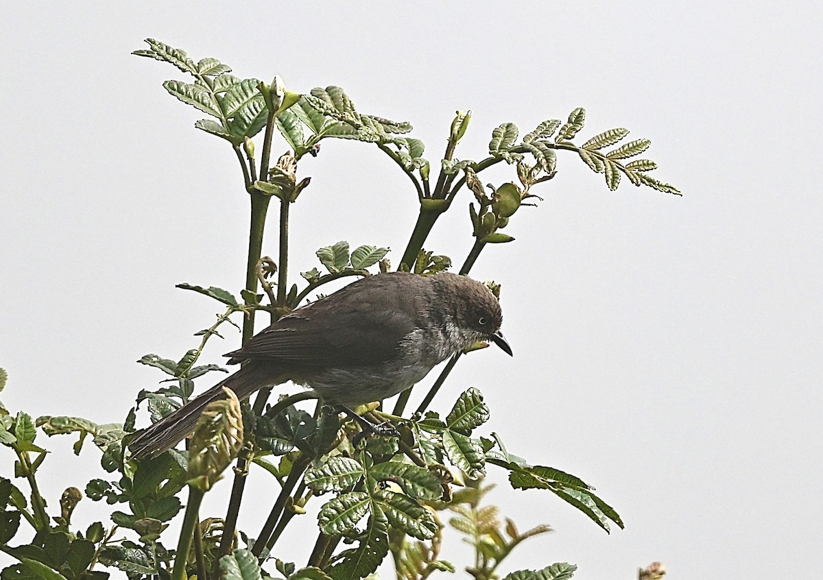 Желтоглазая пипира - ML646848703