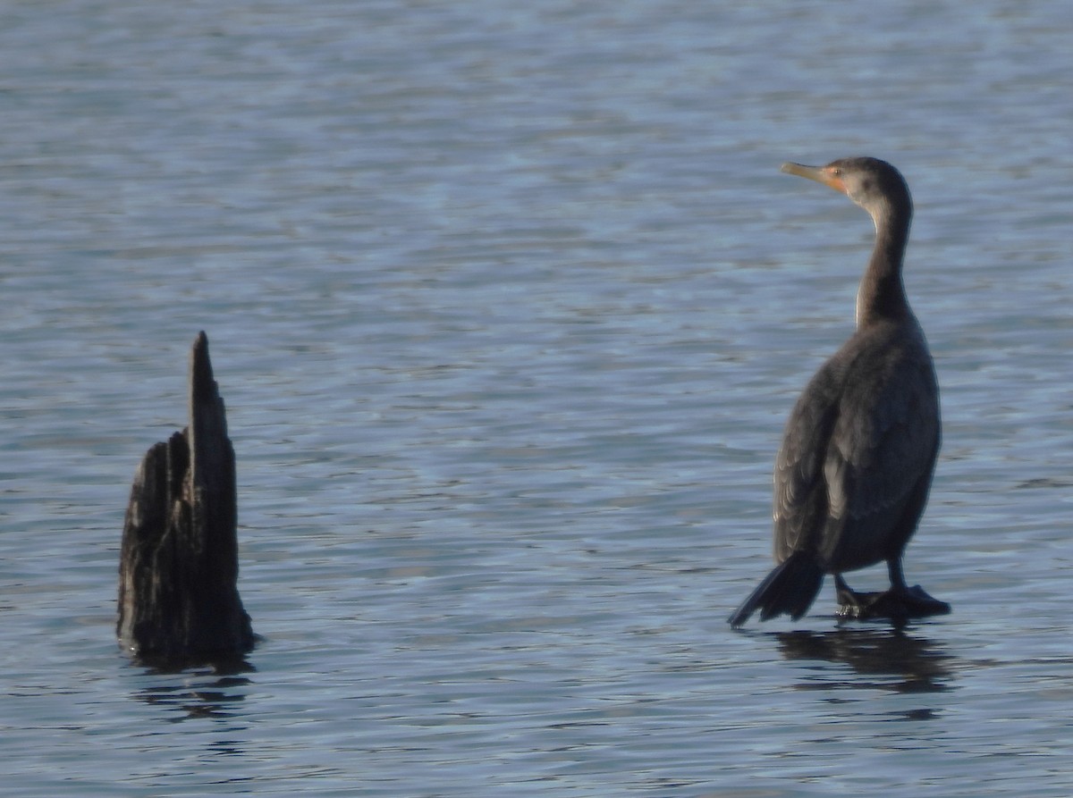 Ohrenscharbe - ML646848705