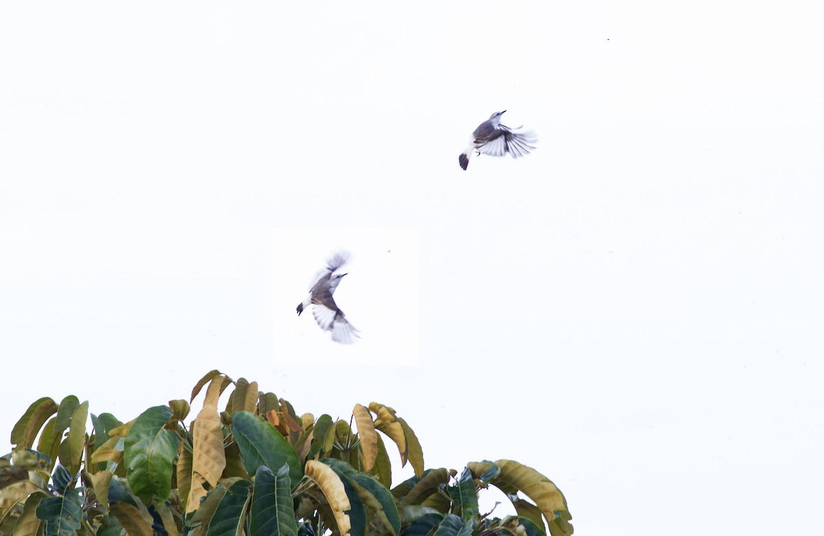 コシジロタイランチョウ - ML646848706