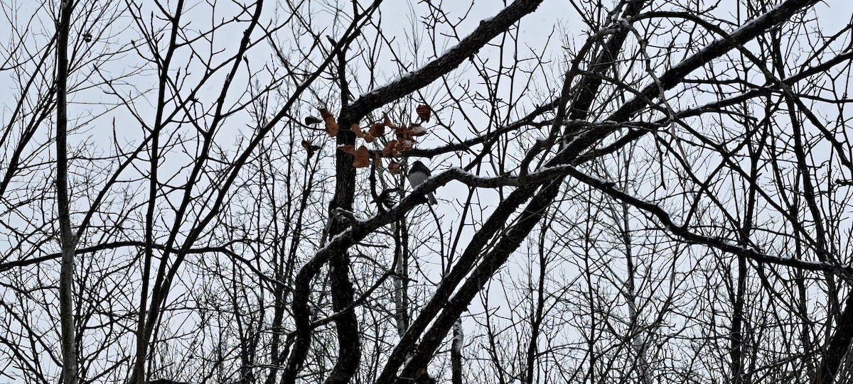 Dark-eyed Junco - ML646848707