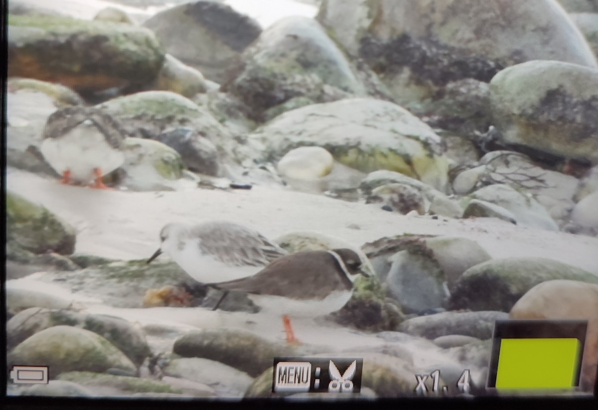 Sanderling - ML646848711