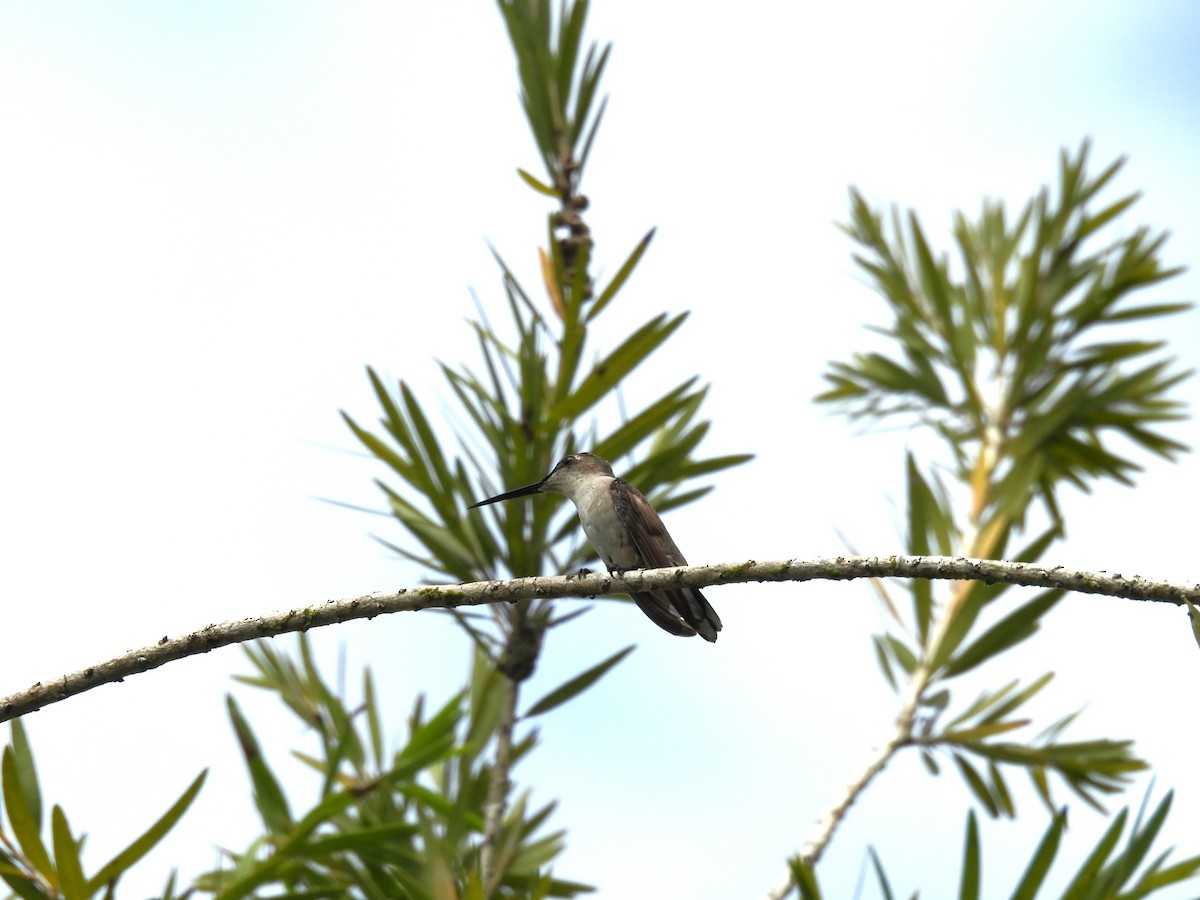 Ruby-throated Hummingbird - ML646848712