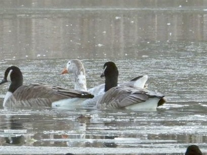 マガン属（家畜） - ML646848713