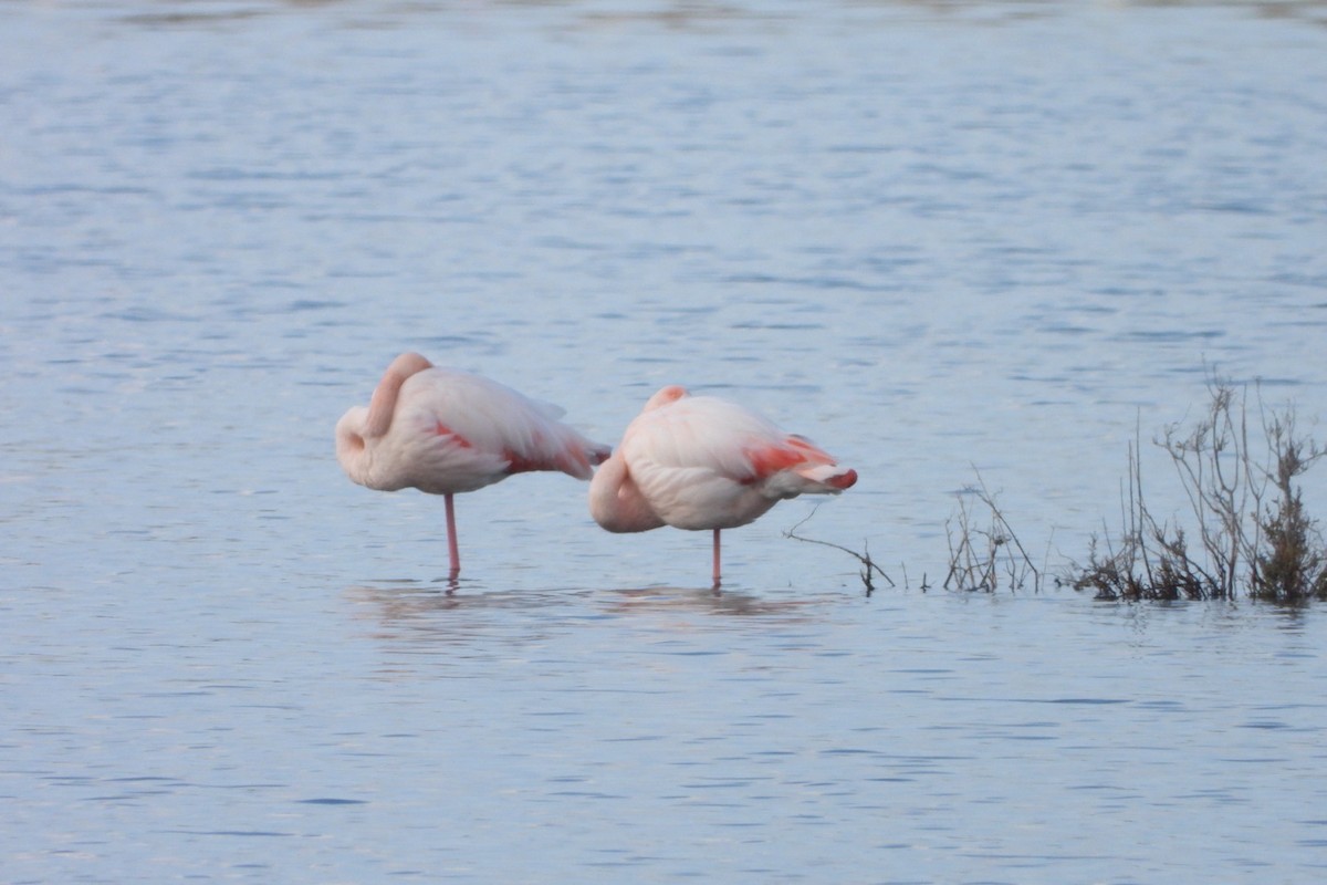 Greater Flamingo - ML646848715