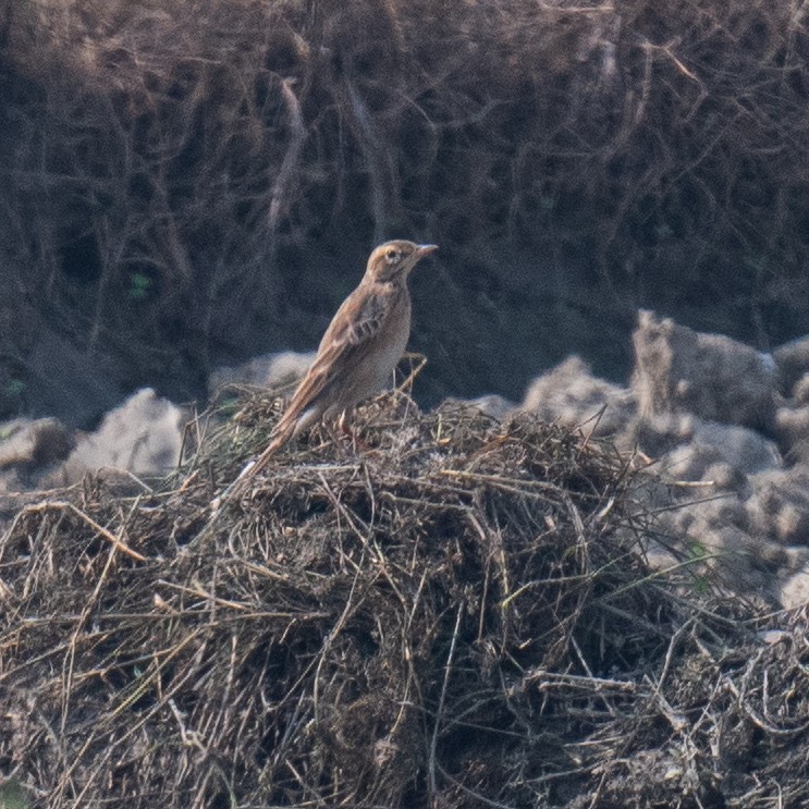 Richard's Pipit - ML646848722