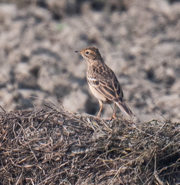 Blyth's Pipit - ML646848723