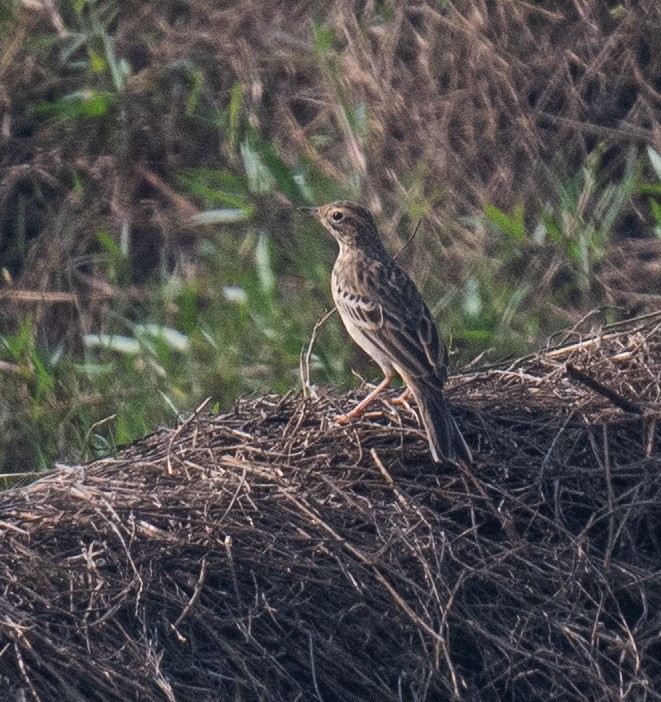Blyth's Pipit - ML646848724