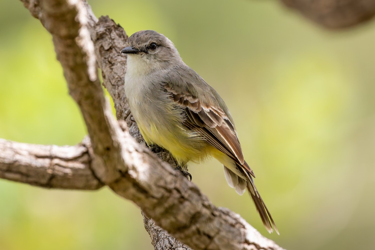 Chapadatyrann - ML646848725