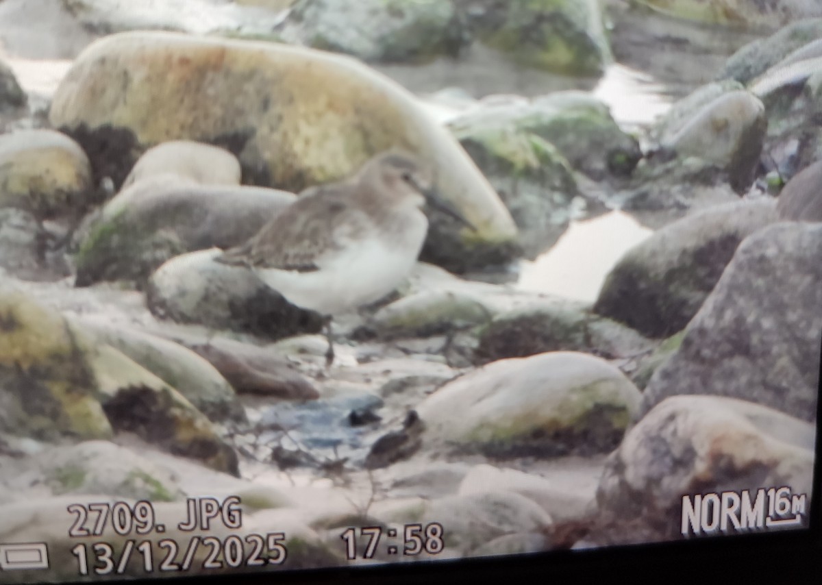 Alpenstrandläufer - ML646848729