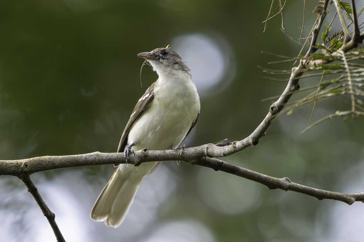 Spotted Greenbul - ML646848730