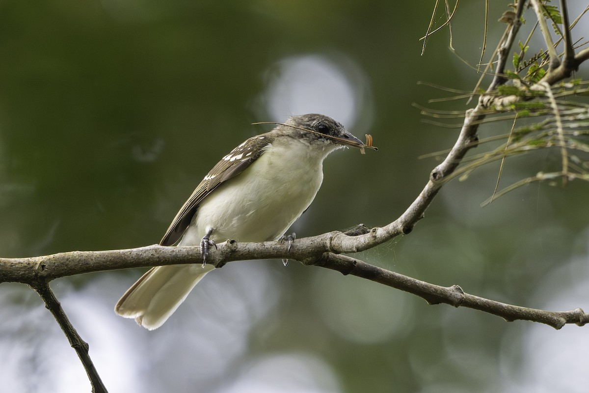 Spotted Greenbul - ML646848731