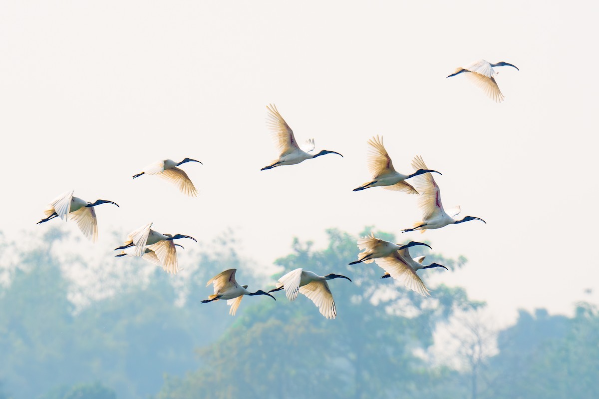 Black-headed Ibis - ML646848733