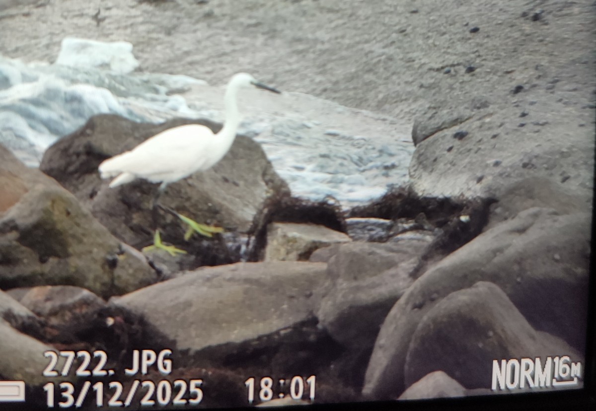 Seidenreiher - ML646848735