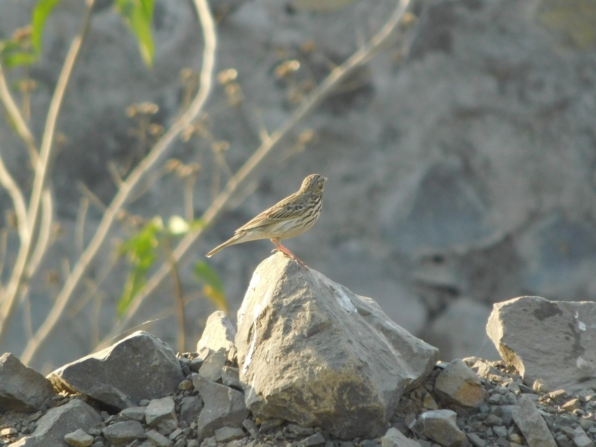 Tree Pipit - ML646848737