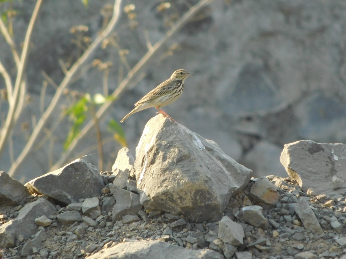 Tree Pipit - ML646848738