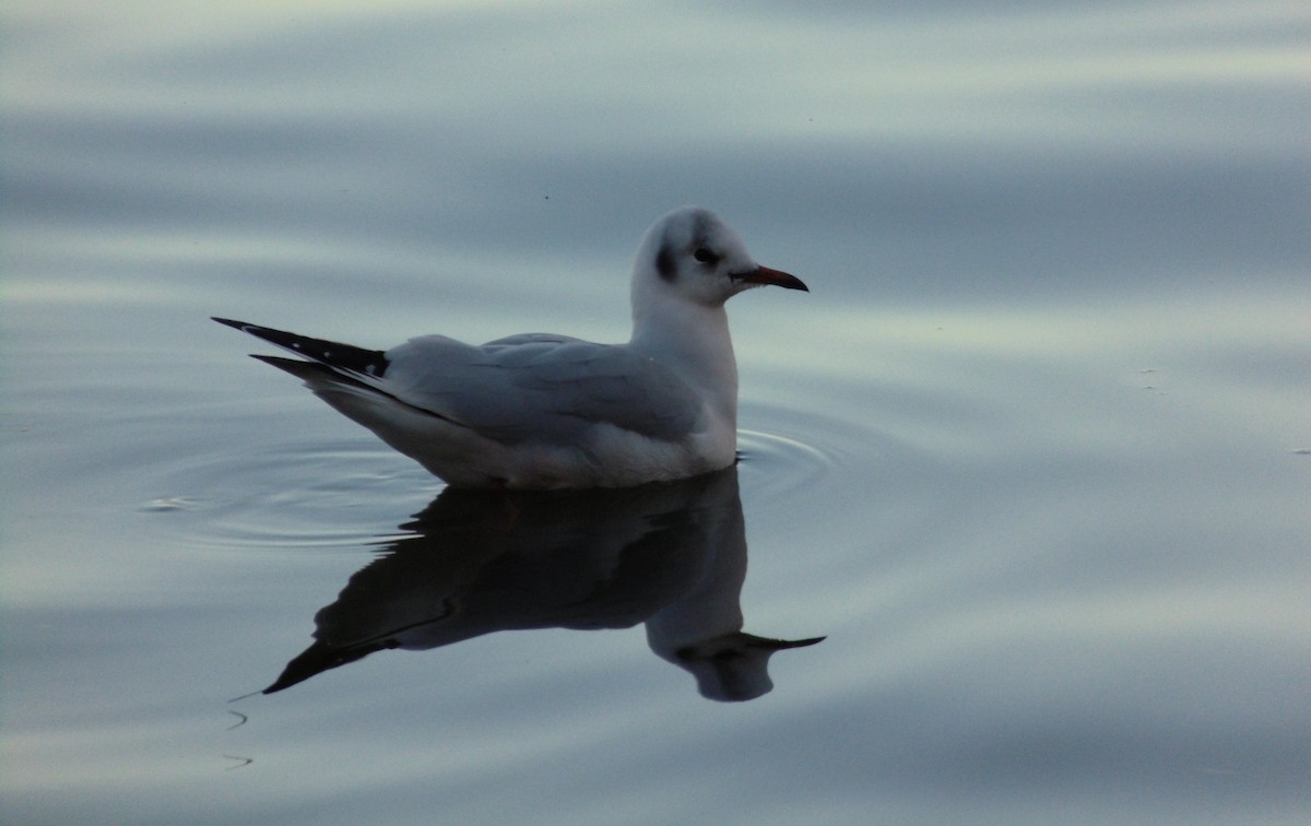 Black-headed Gull - ML646848740