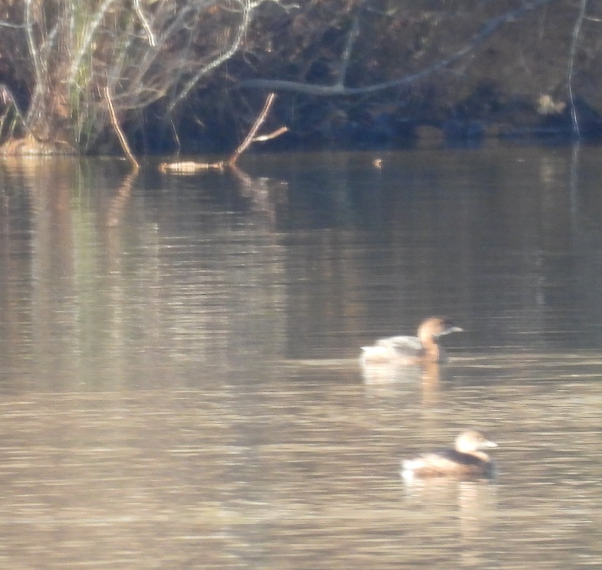 Bindentaucher - ML646848741