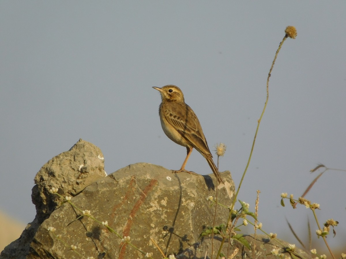 Paddyfield Pipit - ML646848743